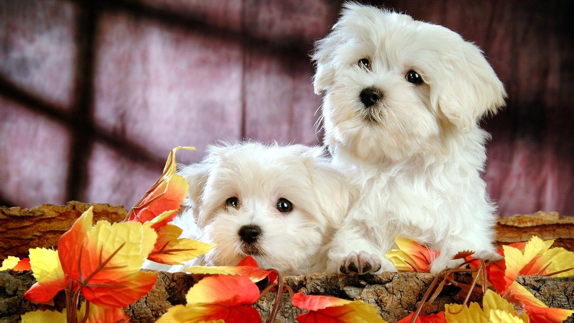 Lovely breeds of Dog Wallpapers - HD Wallpapers 92687