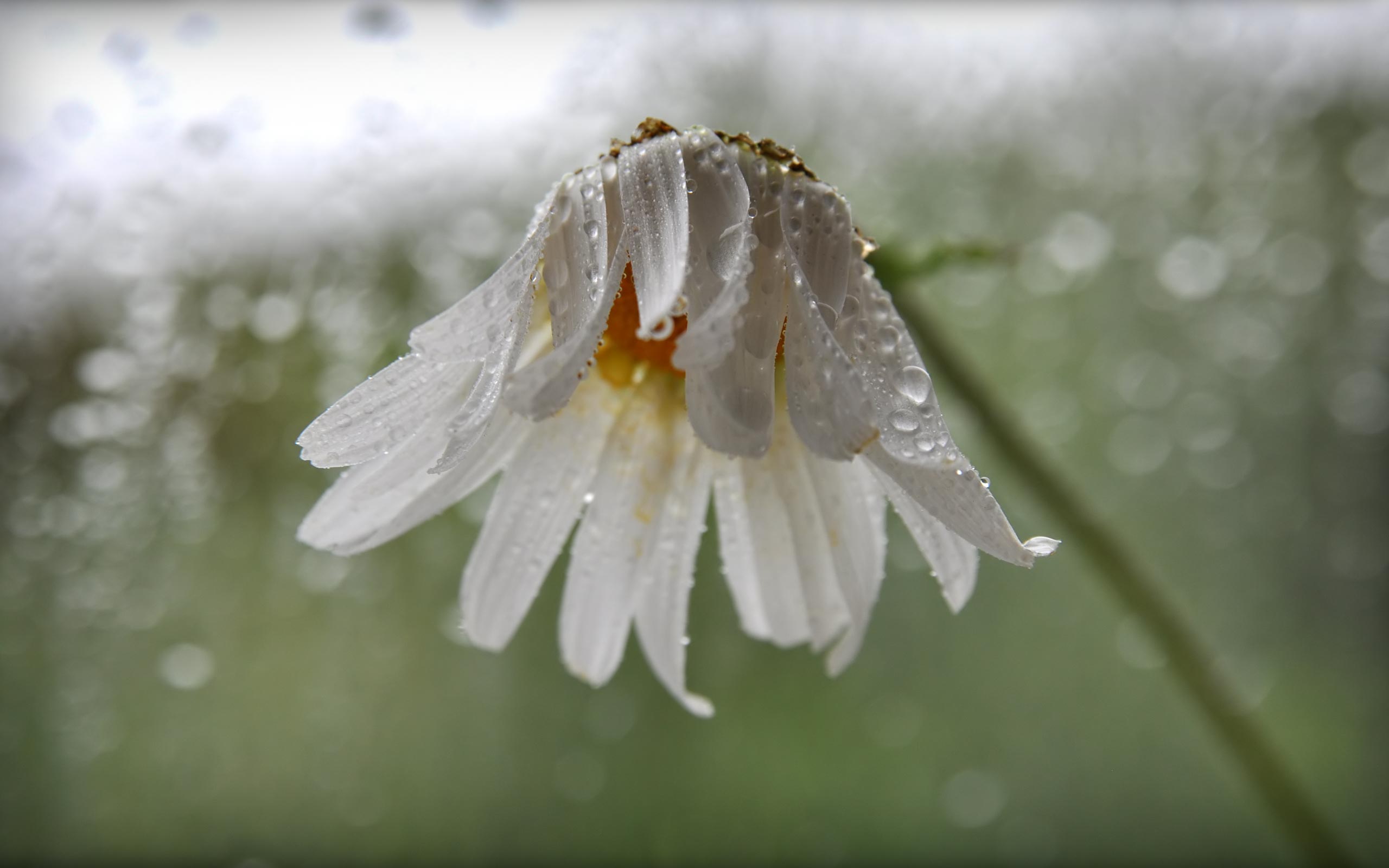 HD Wallpapers 2012 Mother's day beautiful flower - camomile_rain.