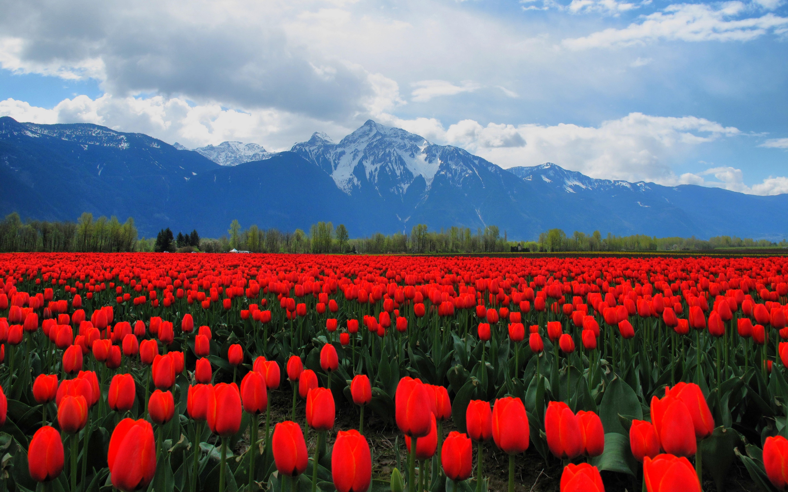 HD Wallpapers 2012 Mother's day beautiful flower - field of dreams