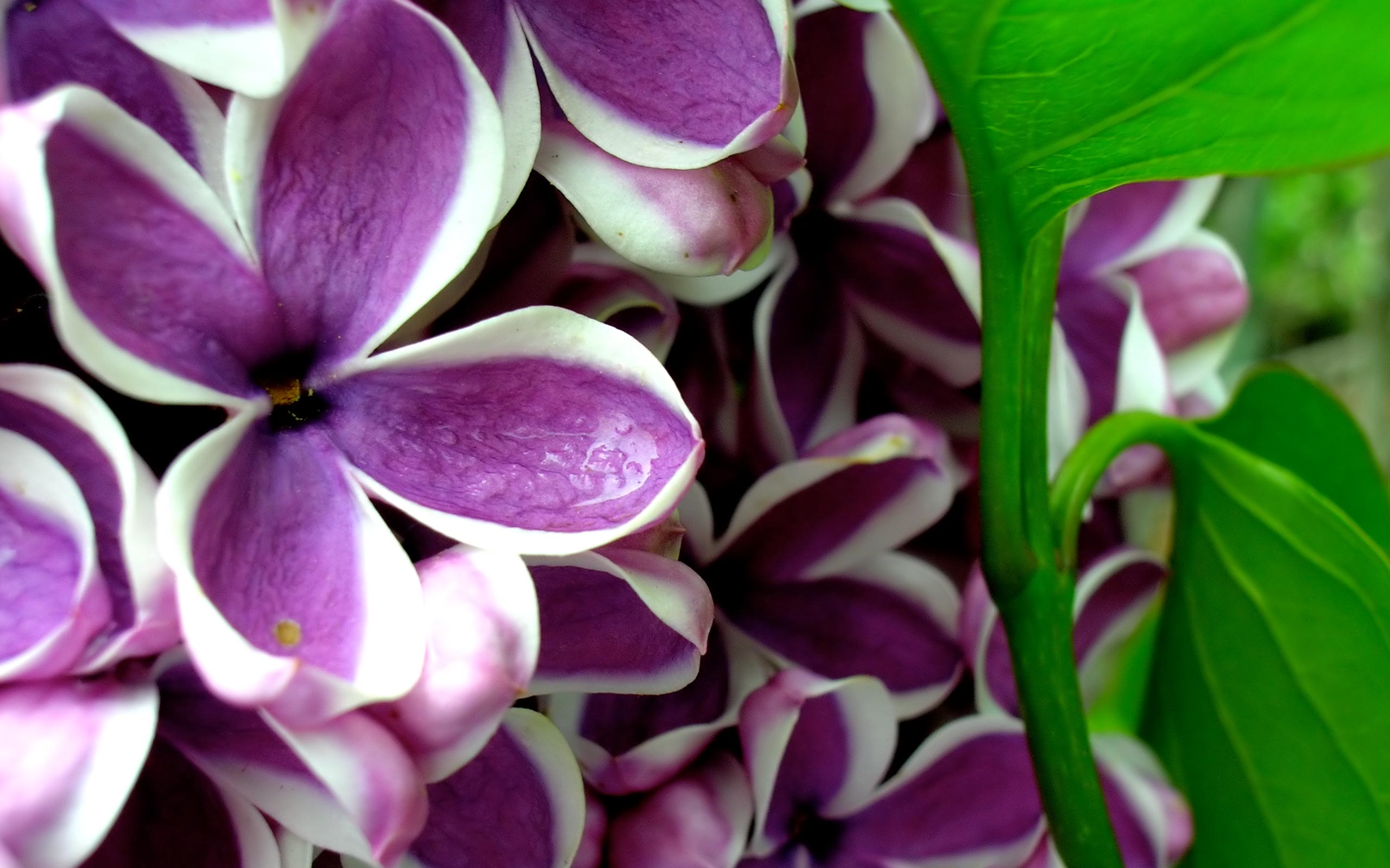 HD Wallpapers 2012 Mother's day beautiful flower - lilacs_syringa