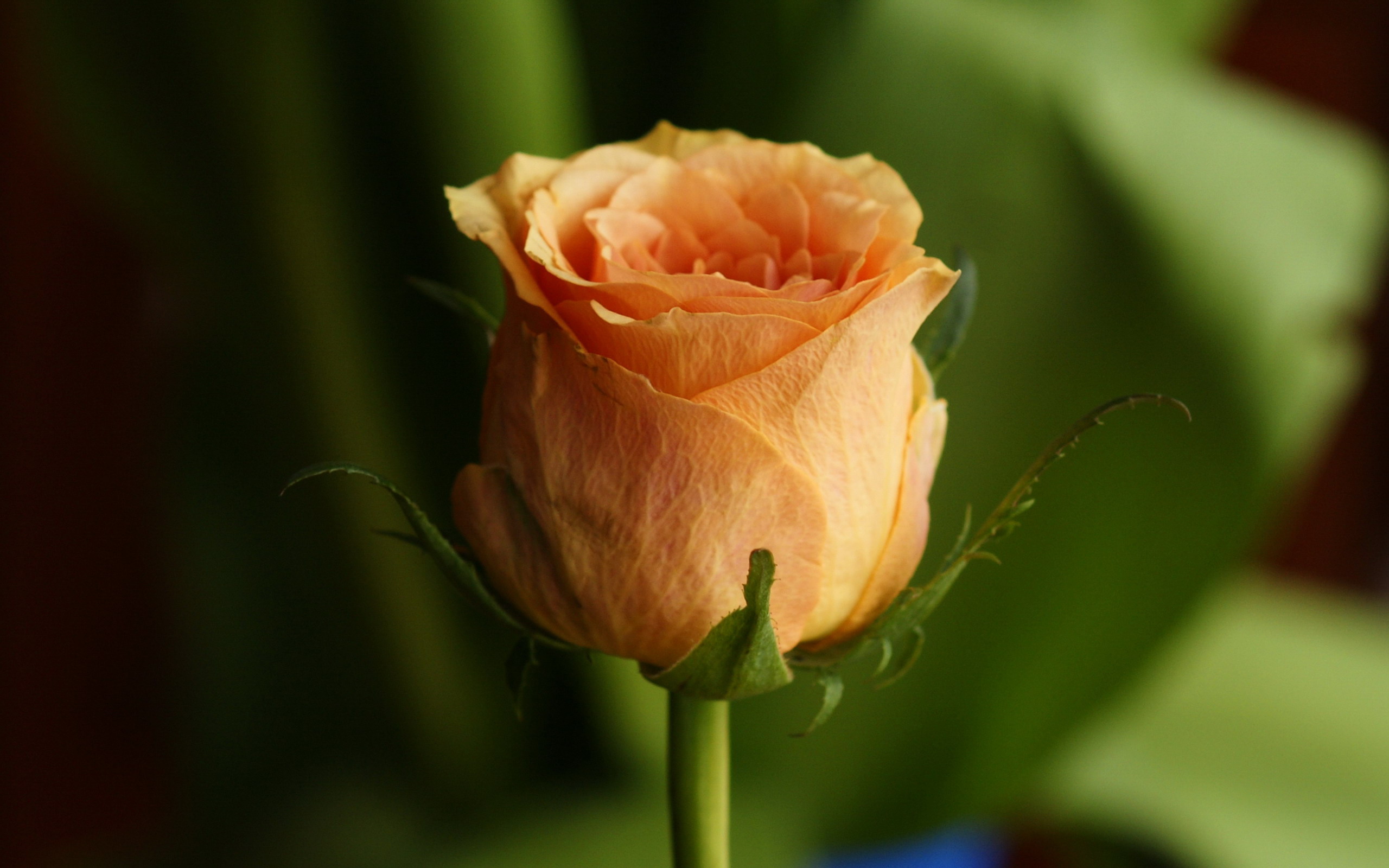 HD Wallpapers 2012 Mother's day beautiful flower - orange rose