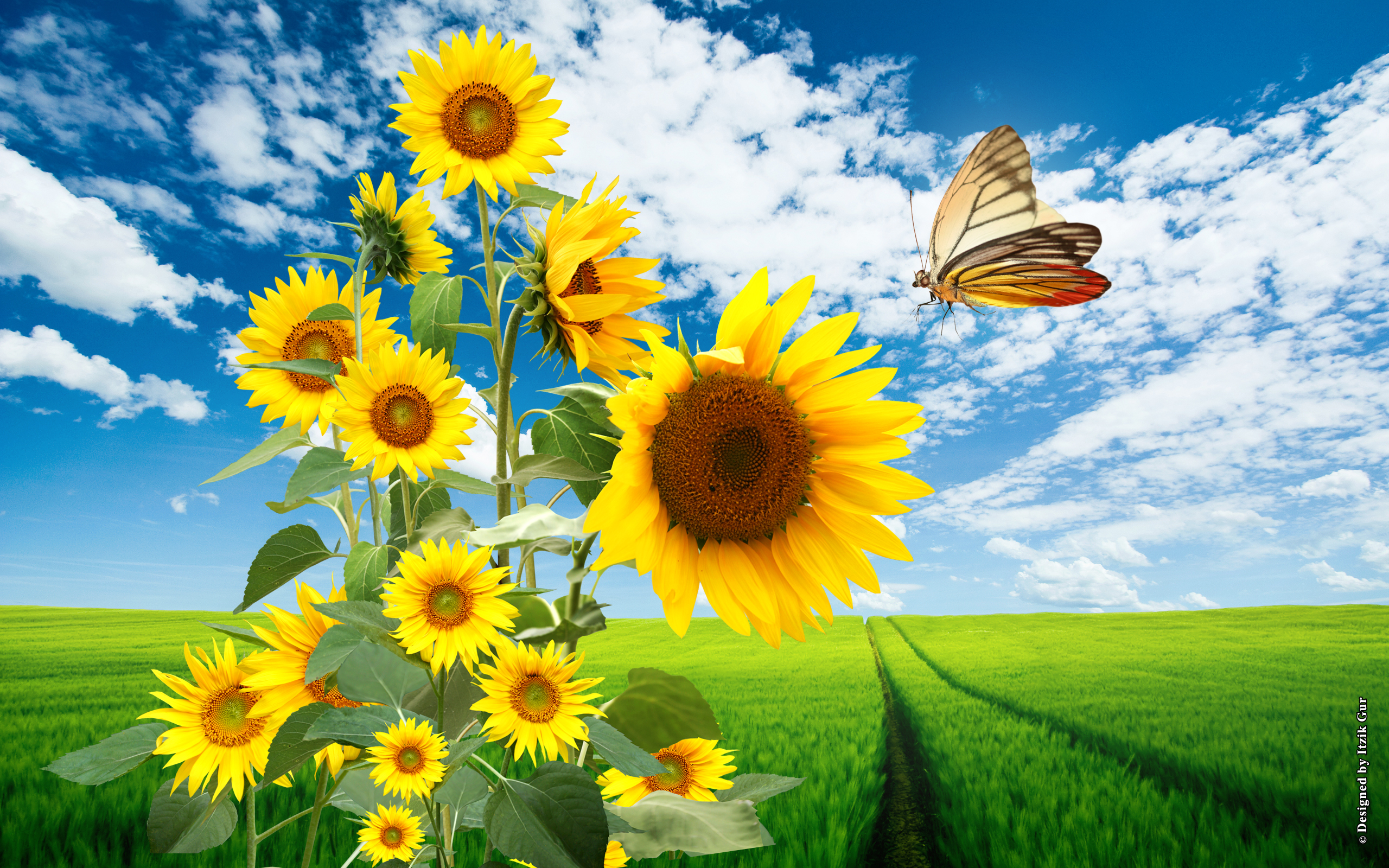 HD Wallpapers 2012 Mother's day beautiful flower - sunflowers in the field