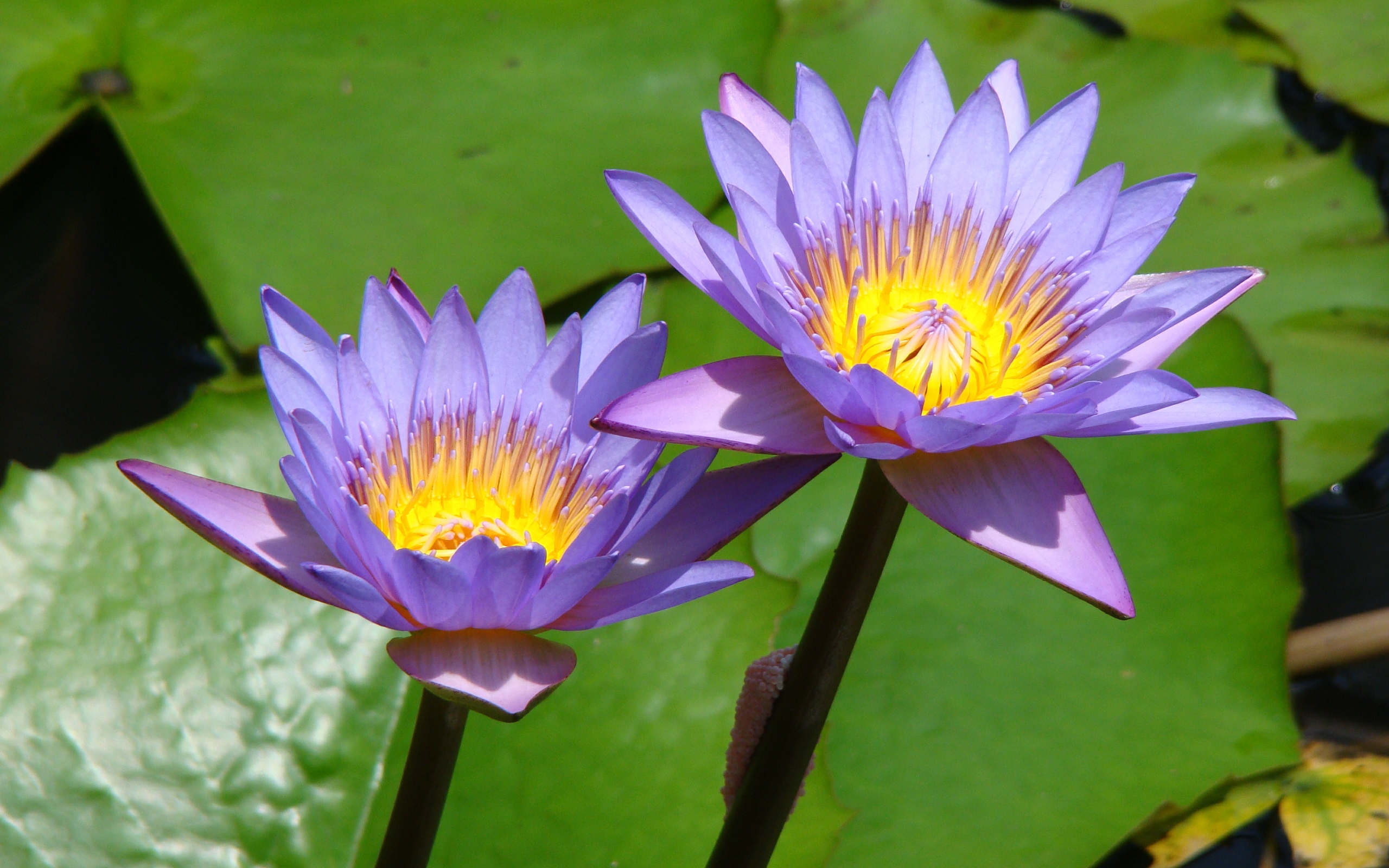 HD Wallpapers 2012 Mother's day beautiful flower - water lilies
