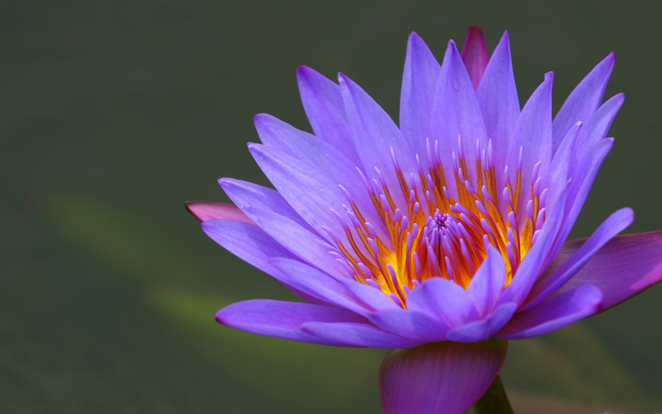 HD Wallpapers 2012 Mother's day beautiful flower - water lily