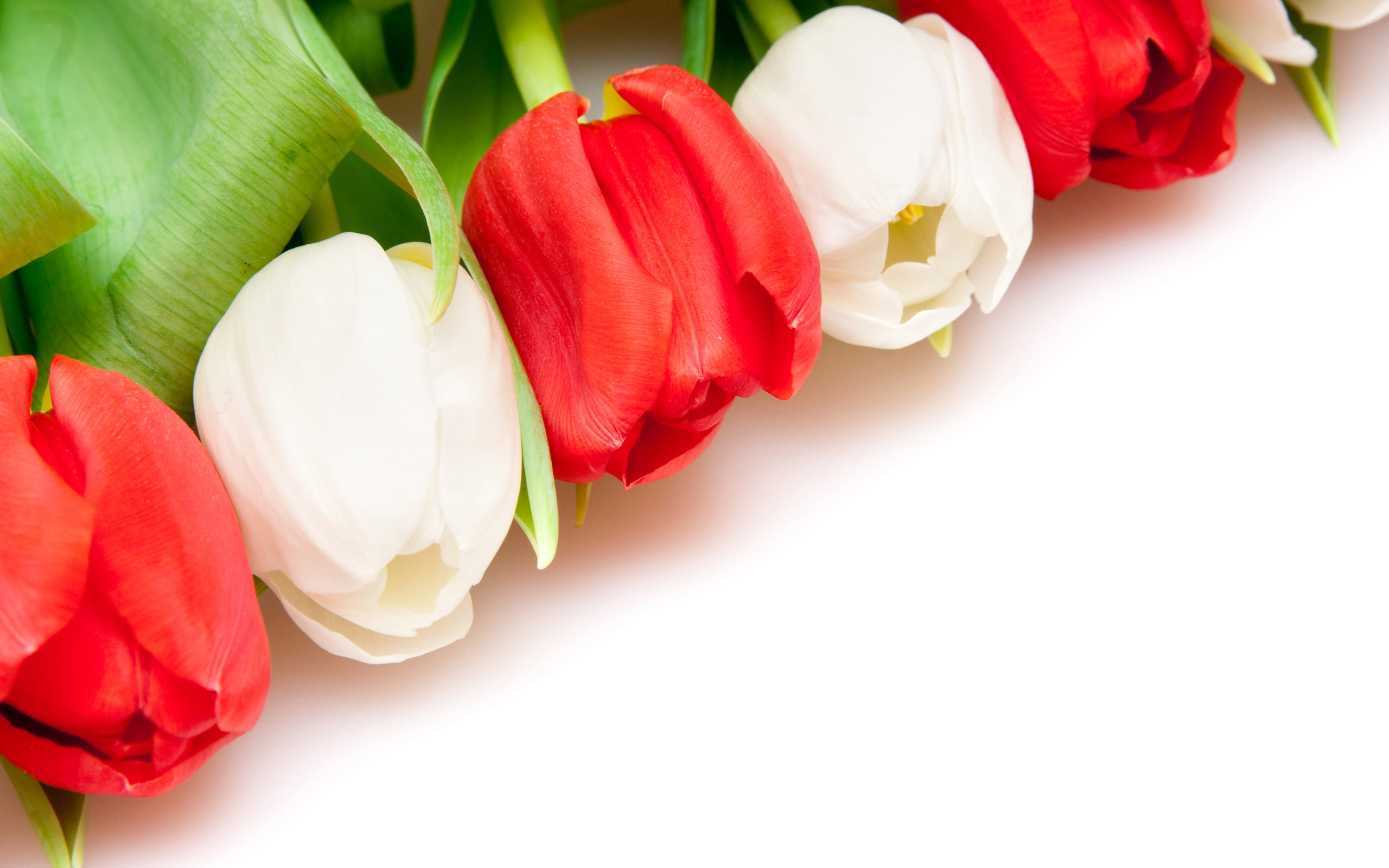HD Wallpapers 2012 Mother's day beautiful flower - white and red tulips