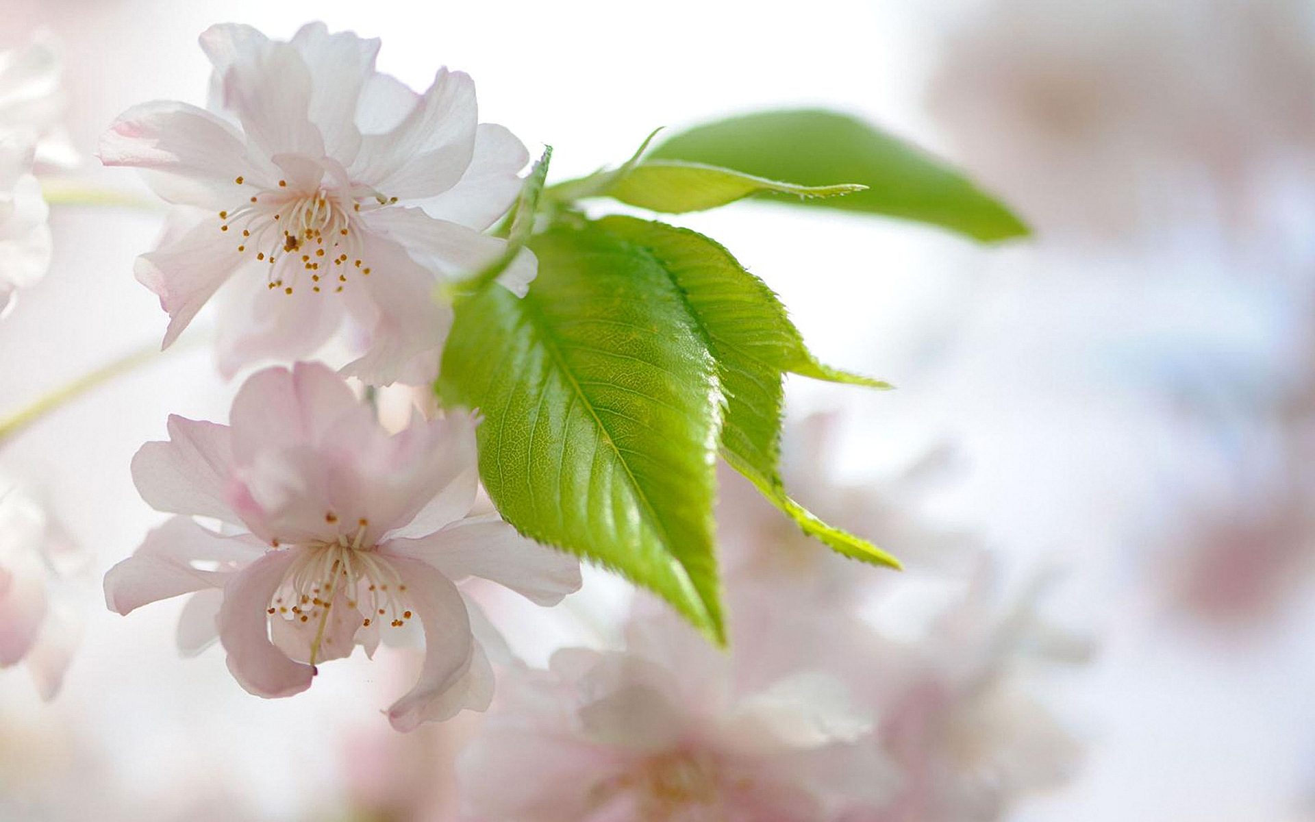 HD Wallpapers Dream Spring 2012 - it's spring!