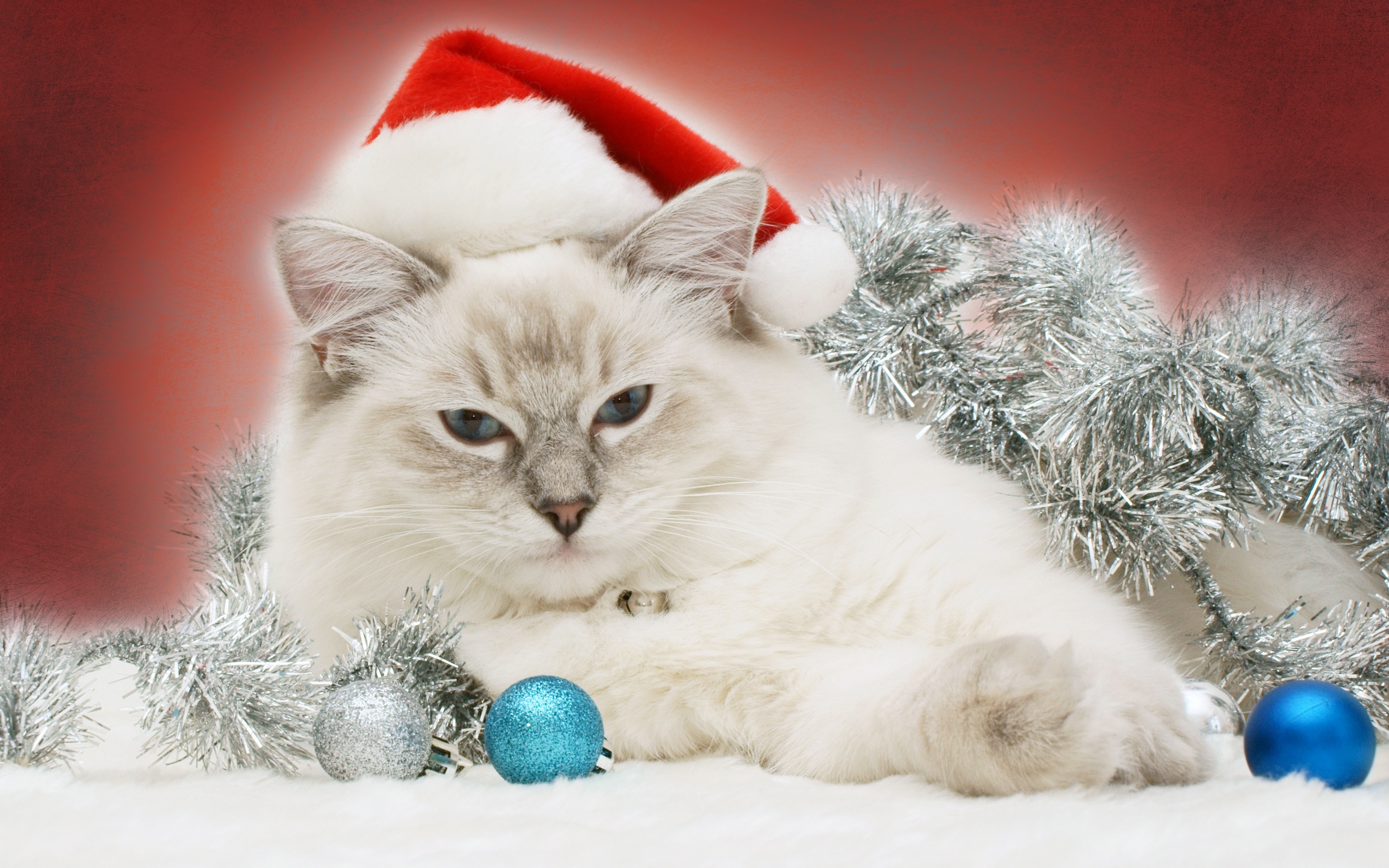 Christmas Kittens Images 2023 Latest Top Popular Review of | Christmas ...